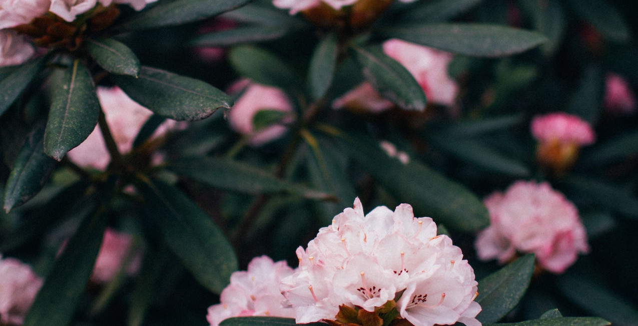 Różowy rododendron przed zimą