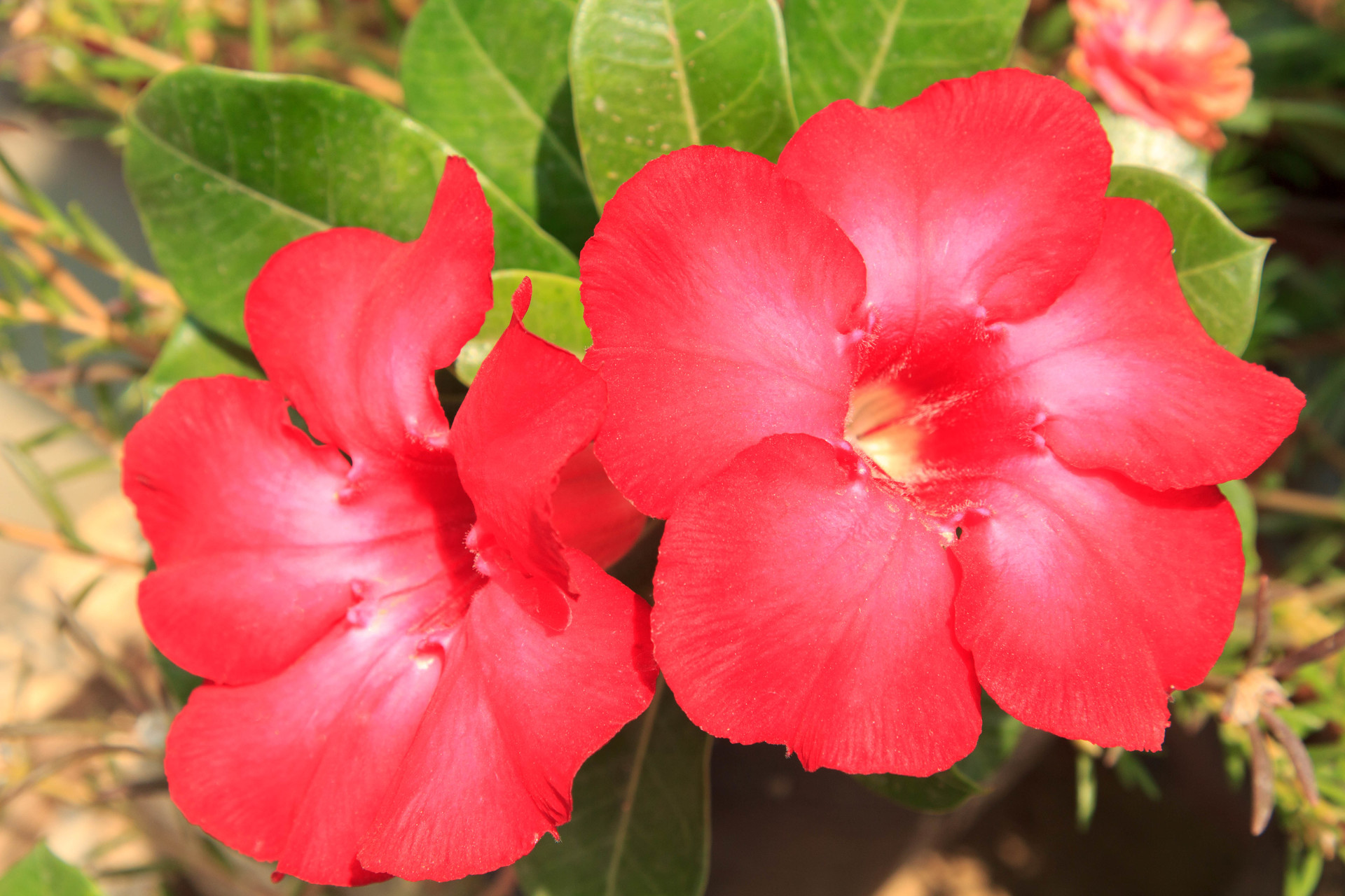 Rododendron w doniczce na balkonie