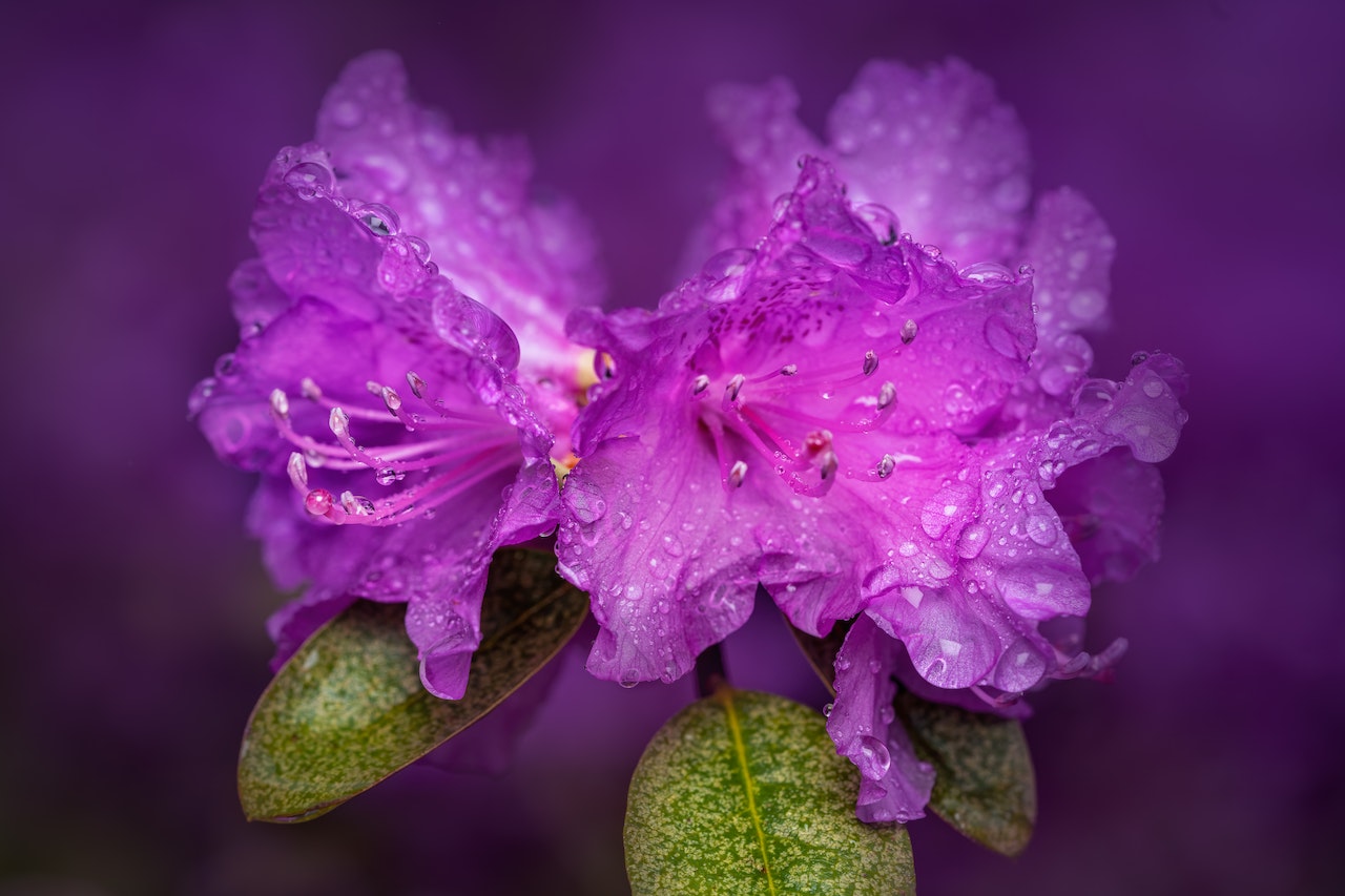 Kilka małych kwiatów rododendronu w ogrodzie